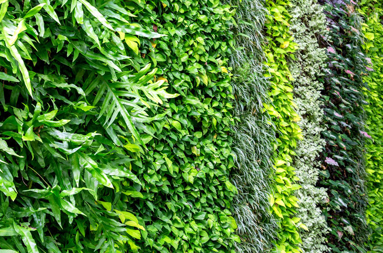 استفاده از دیوار سبز به عنوان پارتیشن