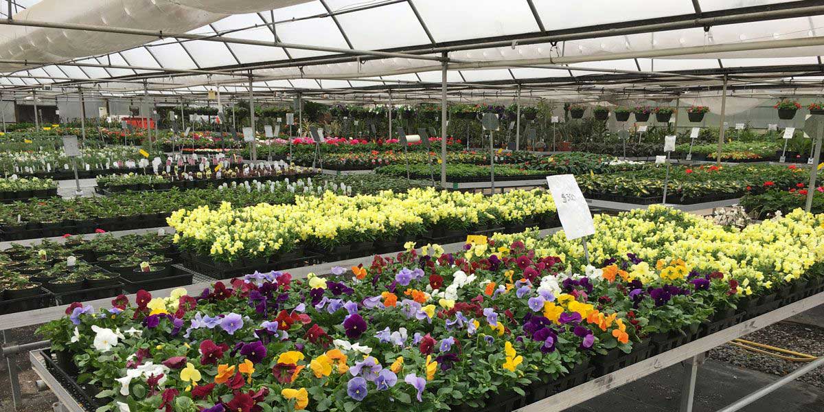 حراج گل و گیاه در کرج حراج گل و گیاه در کرج